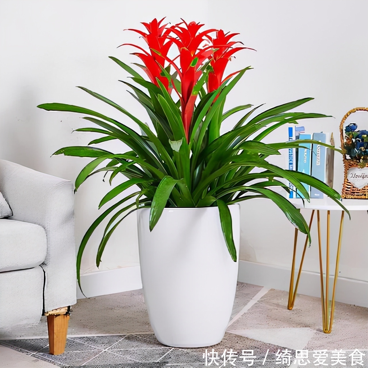 客厅想养“健康花”,建议从这12种里面选,不仅养人,还大气吉祥