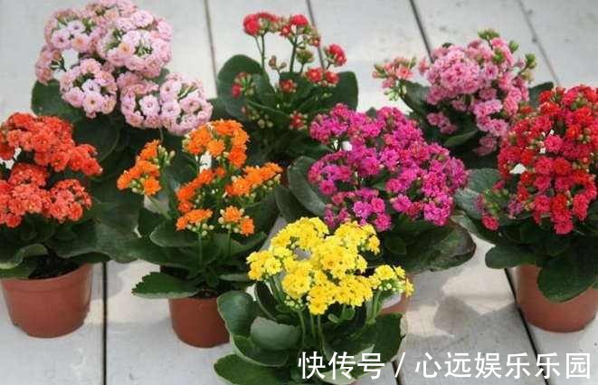 长寿|自家的长寿花不长寿老是不开花怎么破