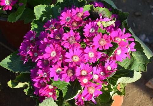 养花试试这几款,株型丰满,一年四季郁郁葱葱,层层叠叠