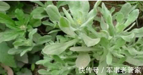 吴医师|对肌肤很好的食物，坚持多吃，滋阴补肾、滋阴润燥，保护心脑血管