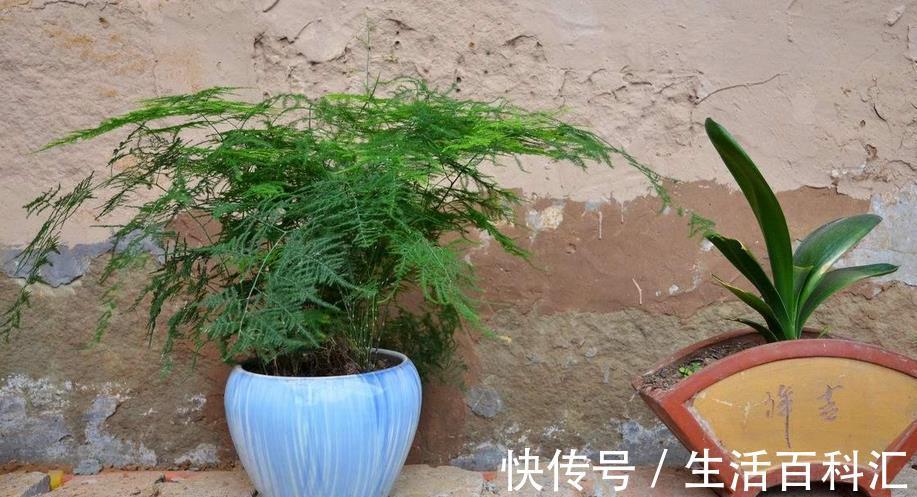 多菌灵|养花出现霉菌的原因以及处理方法