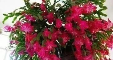 1种“液体”滴盆里,蟹爪兰一次能开300朵,年年“开花”好几次