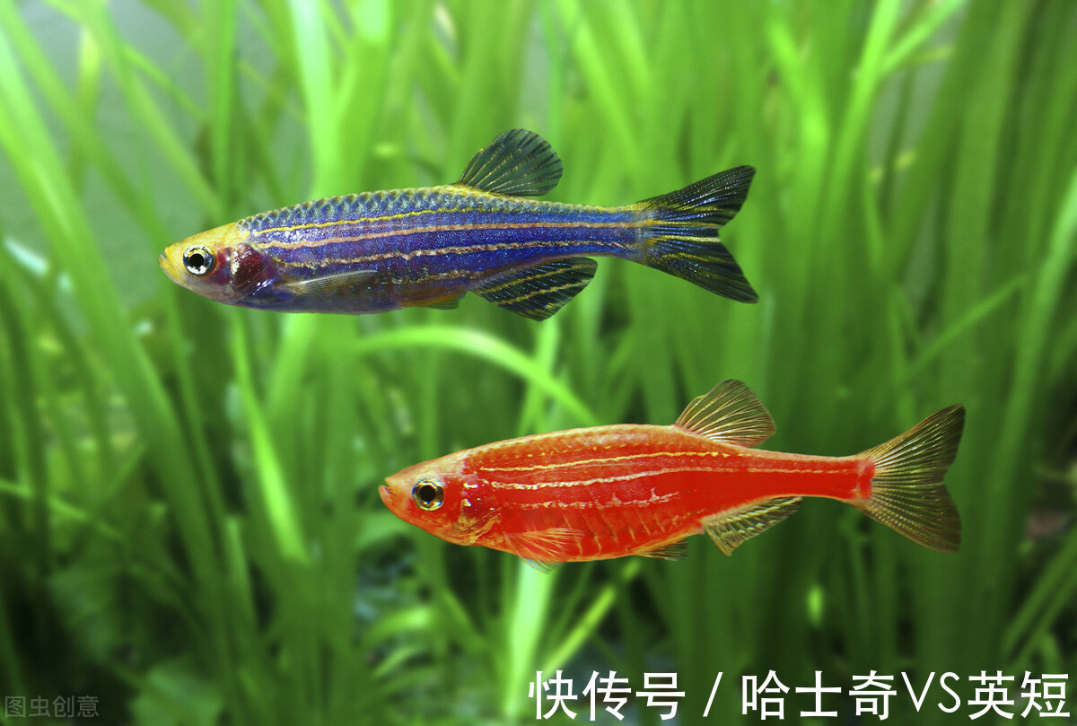 水族|对新人极其友好,十大养不死的观赏鱼