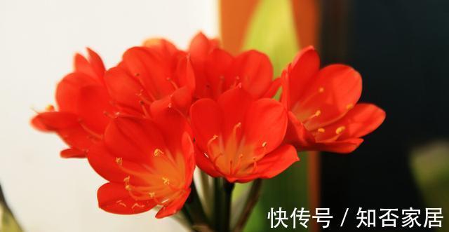 休眠期|栽培君子兰出现问题,基本是以下方面的原因,解决方案都在这里