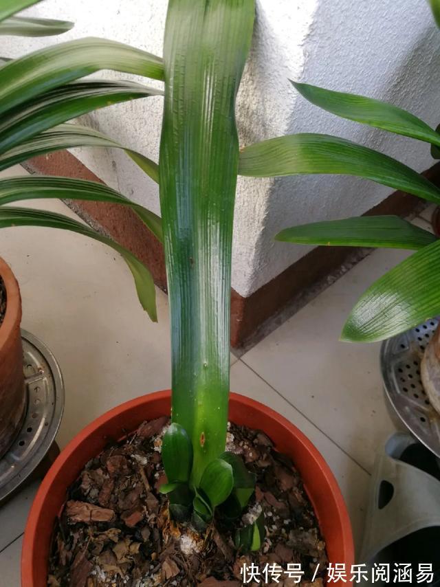 10种不能淋雨的花,淋完雨就死,盆栽养花注意事项