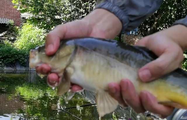 过夜饵料的使用问题