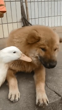 |搞笑GIF:妹子这跳的什么舞蹈啊,怎么看起来蛇精一般呢