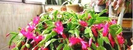 沙土|最厉害的养花营养液,蟹爪兰喝一勺,不掉花苞不黄叶,蹭蹭开一盆