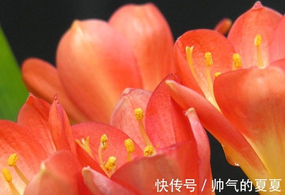 肥料|家养君子兰的3个小技巧,学会轻松花开爆满盆,建议收藏