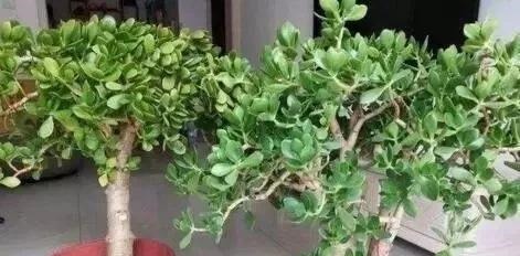 客厅养上“3种花”,大气又美观,关键“旺财又养人”,值得养2盆