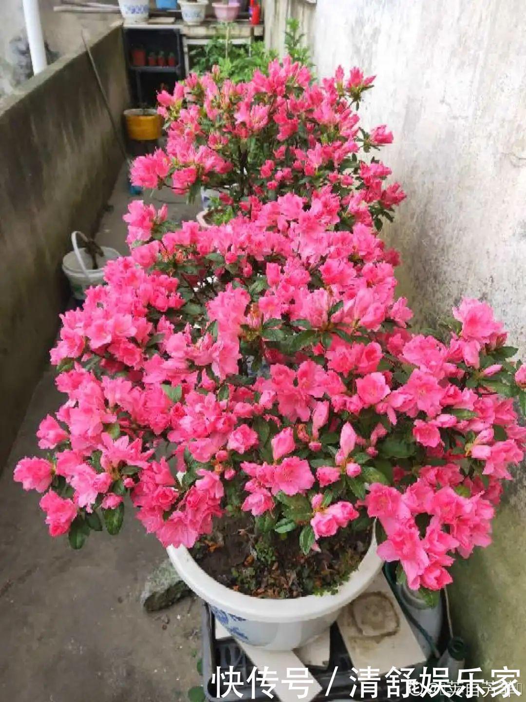 叶芽|君子兰千万别喷水，一喷水就烂叶，3天就要死翘翘！