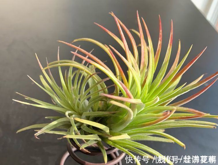 4种花别用土养,一浇水就烂根,最后1种很神奇,倒挂空中也开花