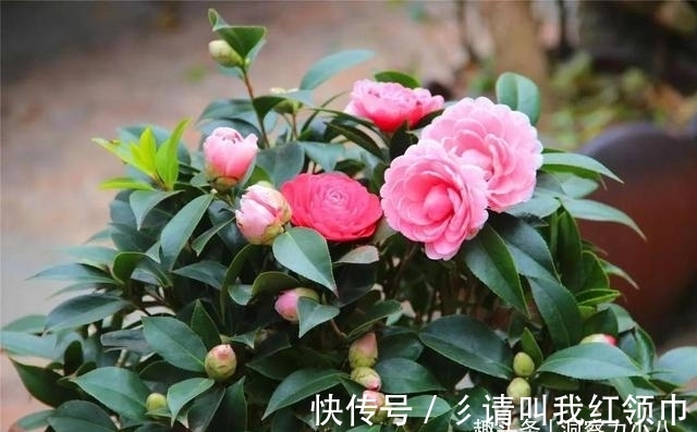 分化|茶花爱“喝水”，这“三位置”留点水，“撒欢长”入春再开三茬花