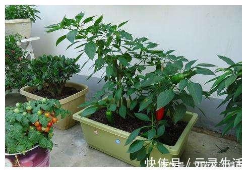 盆栽|从养花高手那儿偷学两个小方法，我彻底解决了盆栽土壤板结