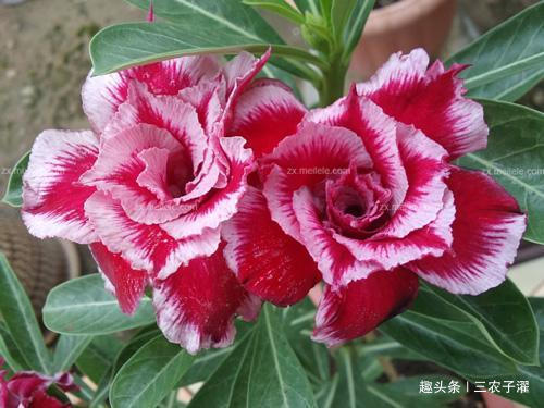 长寿花|5种花最“命硬”,40天不浇水,依然开花不断,1盆能活很多年!