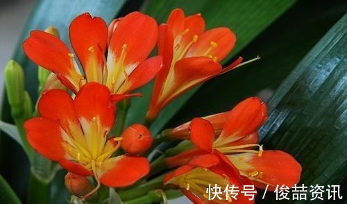 会养花的人,就养2种花,镇宅好寓意,是家庭盆栽佳品!