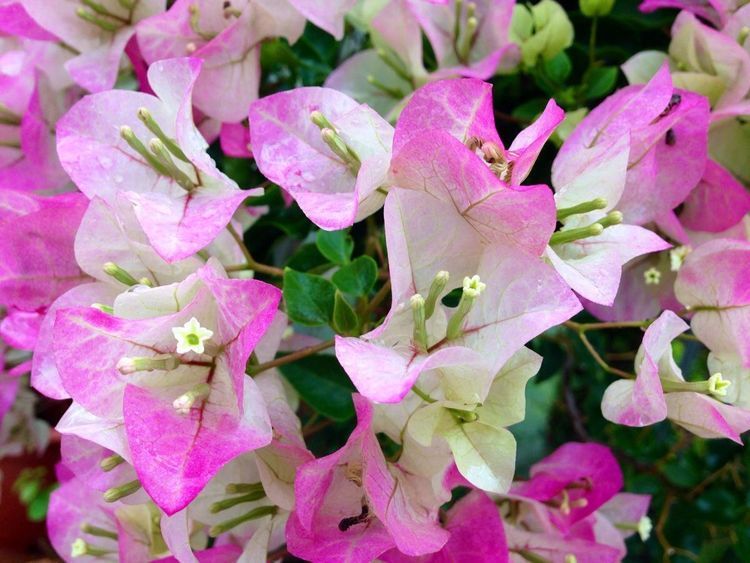 三角梅这么养,一年四季都能花开不断,网友涨姿势了