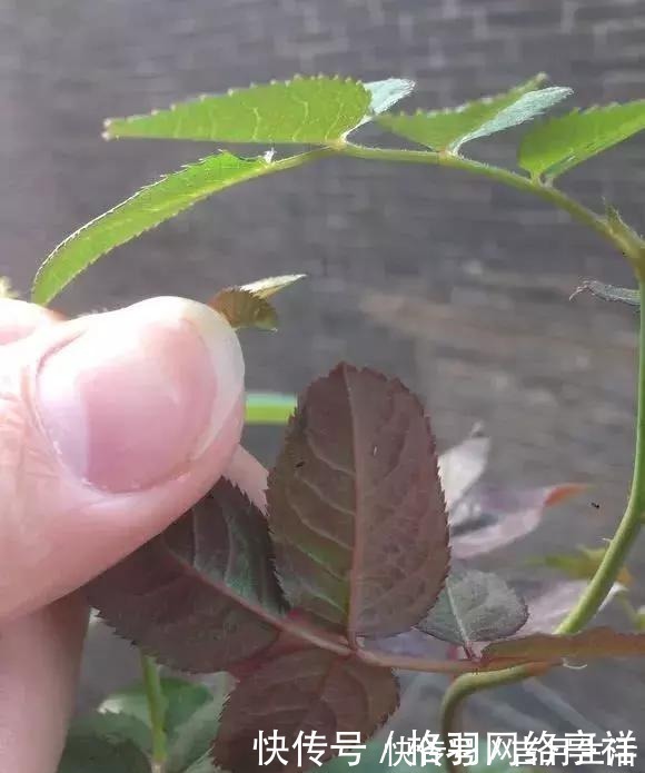 家里养花,生了这个世界性害虫,太难治,一招教你轻松根除白虱粉