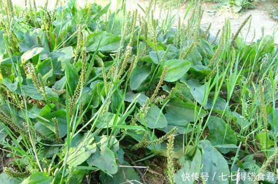 性关节炎|十人九腰疼,一宝煮水喝,腰不疼了,腿不酸了,早知早健康