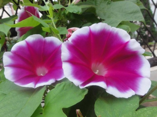 养这些花朵易成活,随便一扦插,一盆繁殖多盆,花色艳丽