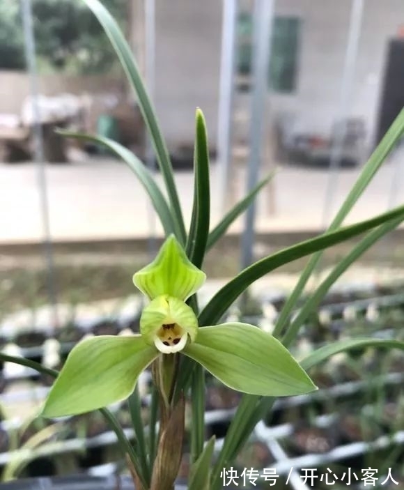 阳台就养这些花,花香味浓,久聚不散,香味飘满屋!