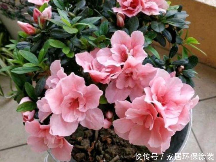4种花适合夏天养,开花爆盆花期长,开花量大,花开枝繁叶茂
