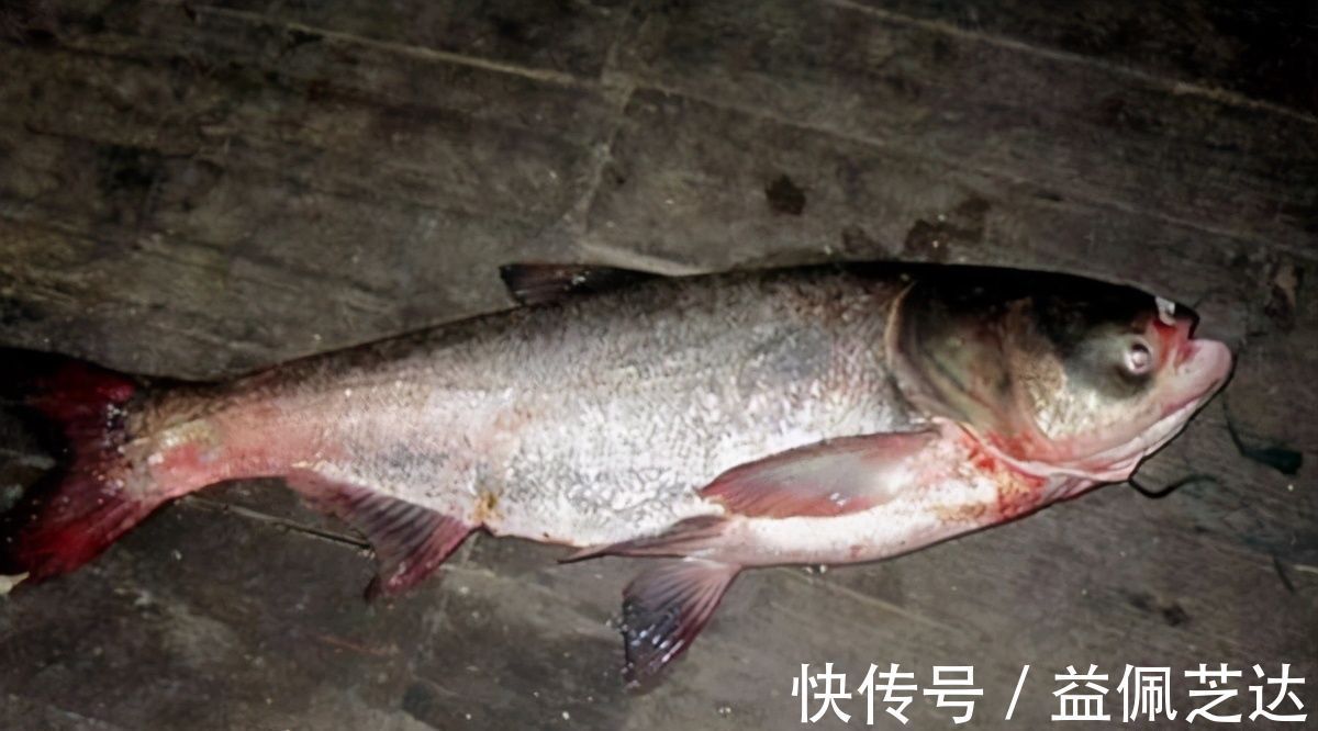 鲫鱼|钓鲢鳙用饵的精髓,怪不得鲢鳙接二连三的上钩