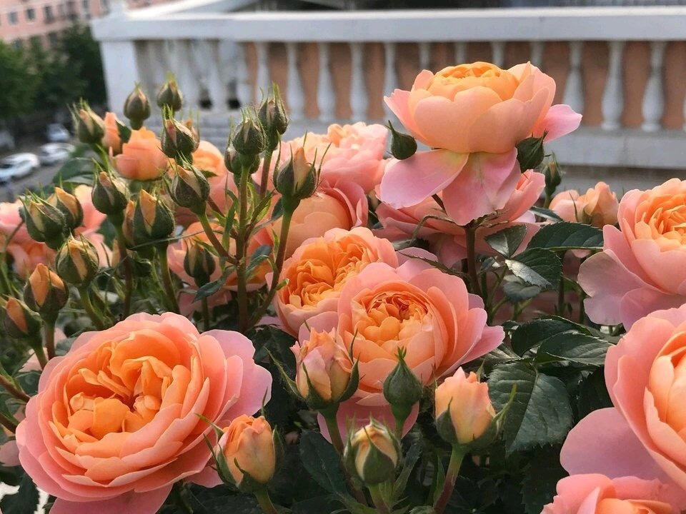 花期|养4种花,花朵凋谢“别等了”,咔嚓剪几刀,30天后又开一茬花