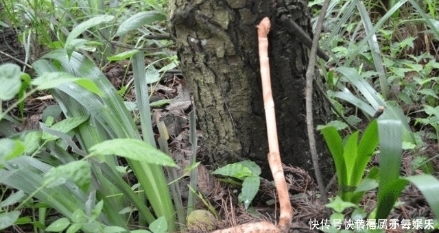 它稀少珍贵，野生难求，请谨记外貌，见到别采挖