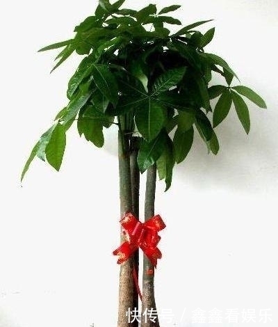 夏至过后,3种花就怕“晒太阳”,一晒就黄叶,特别“难度夏”