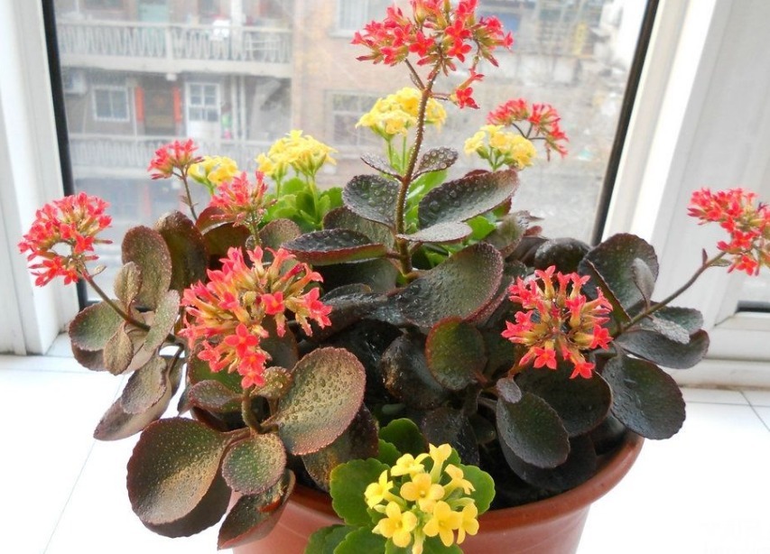 长寿花2次开花,这个“方法”大家掌握了吗养护得当,会开爆盆