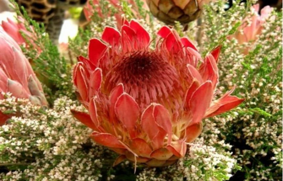 此花就像是花中的王者一样,代表了胜利美满,是吉祥的花