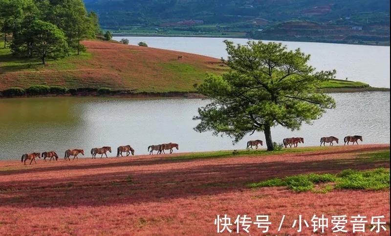 粉红色|这样粉嫩嫩的越南大叻，真的太美啦