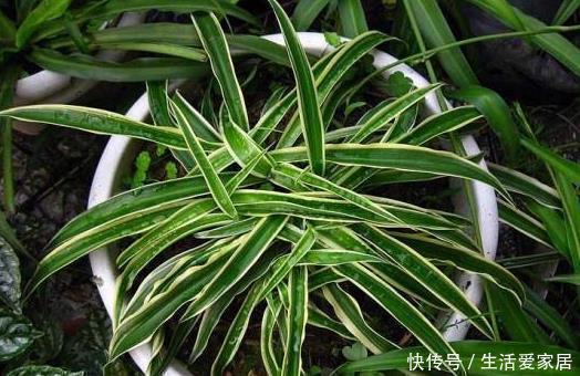 叶子|金边吊兰这样养,不用买就能种,叶子大颜色漂亮,一年长爆盆!