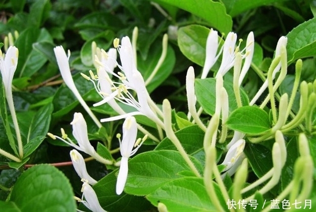 纯天然|纯天然的“子宫卫士”,经期多吃点,子宫更干净,远离妇科炎症