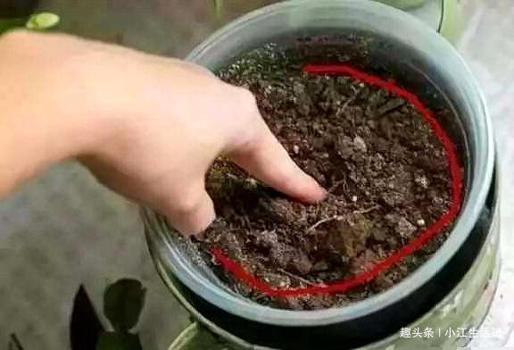 什么柳树皮、花生壳都不如“1种垃圾”，肥效足、叶油绿，易爆盆