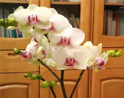  生长|1种兰花不娇气，家里养一盆，串串花朵开不停，喜庆又大气