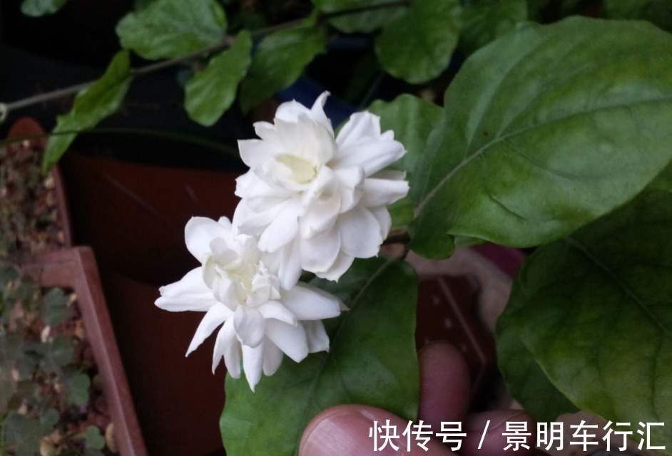 植株|被誉为最香的茉莉虎头，盆栽照顾到位，一年开花3、4次