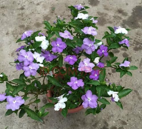 养花就养这几盆,天天变颜色,从早到晚变不停,眼花缭乱看不够