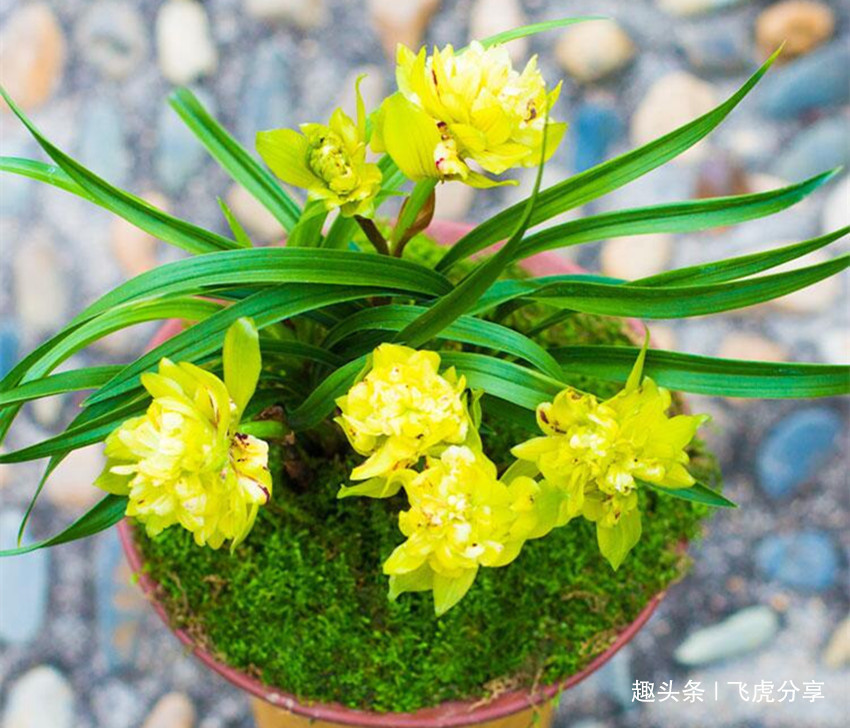 珍品|八种兰花中的奇花珍品,独特的株型,精巧的花朵,让人百看不厌