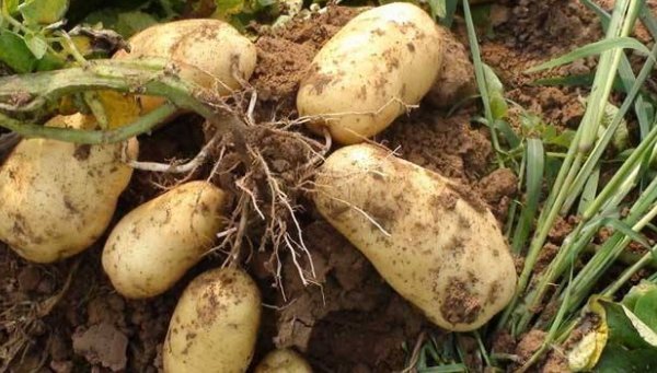 国家|我国最烂大街的食物,非洲人吃不起,印度人不够吃