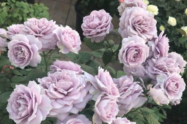 几款花养在家,花期长易打理,随便一养就爆盆,颜值超高的