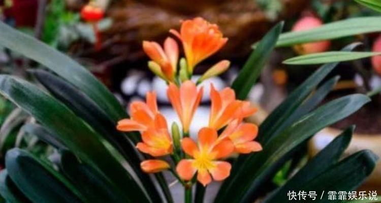 夏天养花,不妨养这5款花,花大色艳真漂亮,谁养谁上瘾