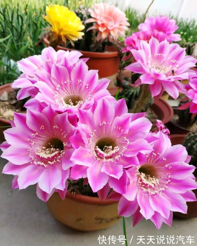 立冬后，养这10种花，切记不能多浇水，养不活都是由于手太勤