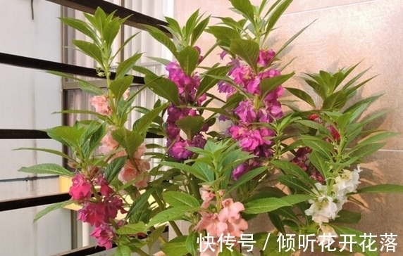 栽种|凤仙花:天然的染色剂,儿时用它染指甲,好看又防蛇,栽种要当心