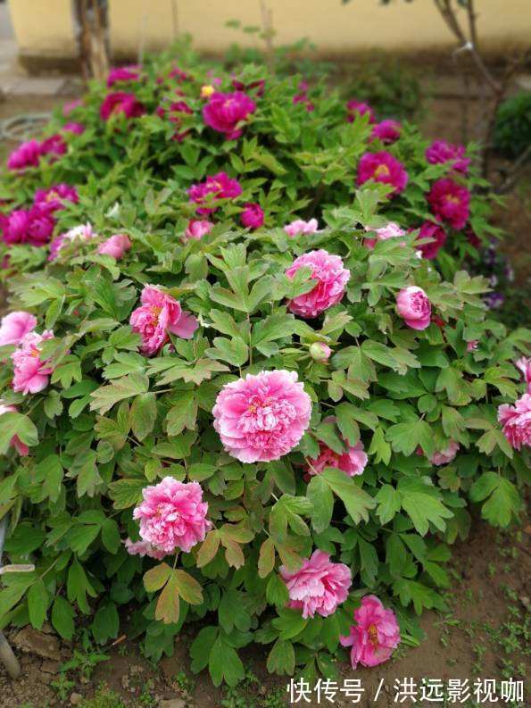 施肥|牡丹在秋天什么时候种移栽对了容易开花，开花爆盆不困难！