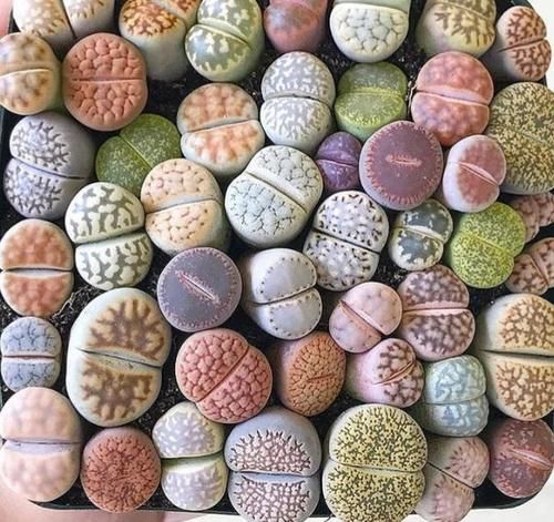 养多肉，这些地方“亮红灯”就得趁早换盆