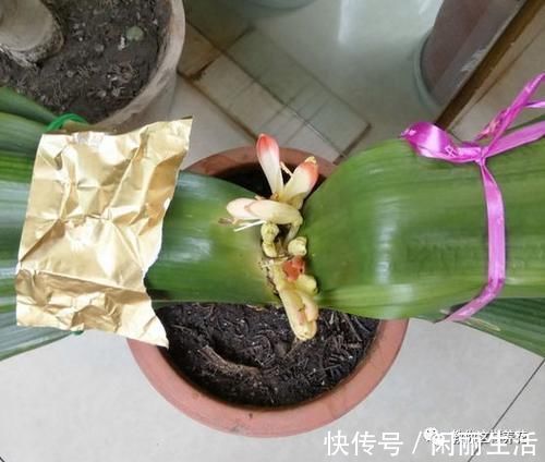 君子兰风信子夹箭不开花,简单1招,把花拽出来!