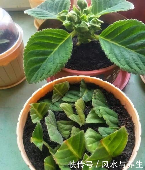 这花超耐阴,比牡丹月季还好看,一片叶子插八盆,开起花来从不停!