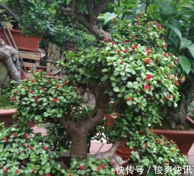 马齿苋树|养金枝玉叶,一个小技巧,盆栽变成漂亮盆景,叶绿枝多姿态优美